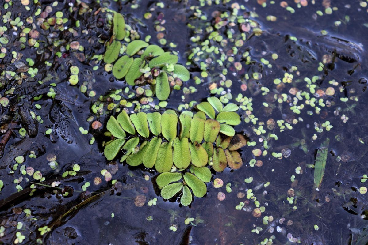 Image of Salvinia natans specimen.