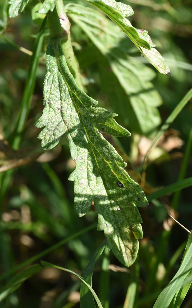 Image of Verbena officinalis specimen.