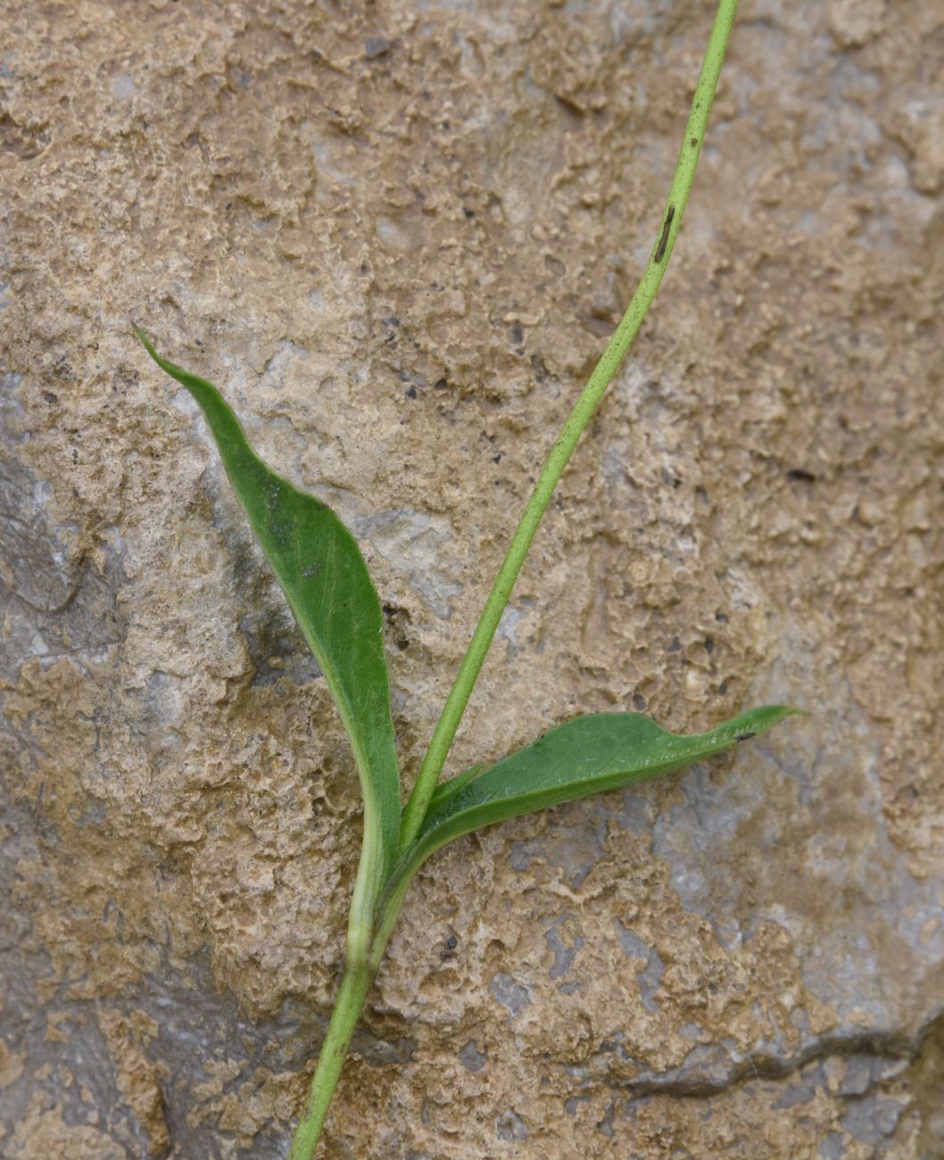 Изображение особи Lomelosia olgae.