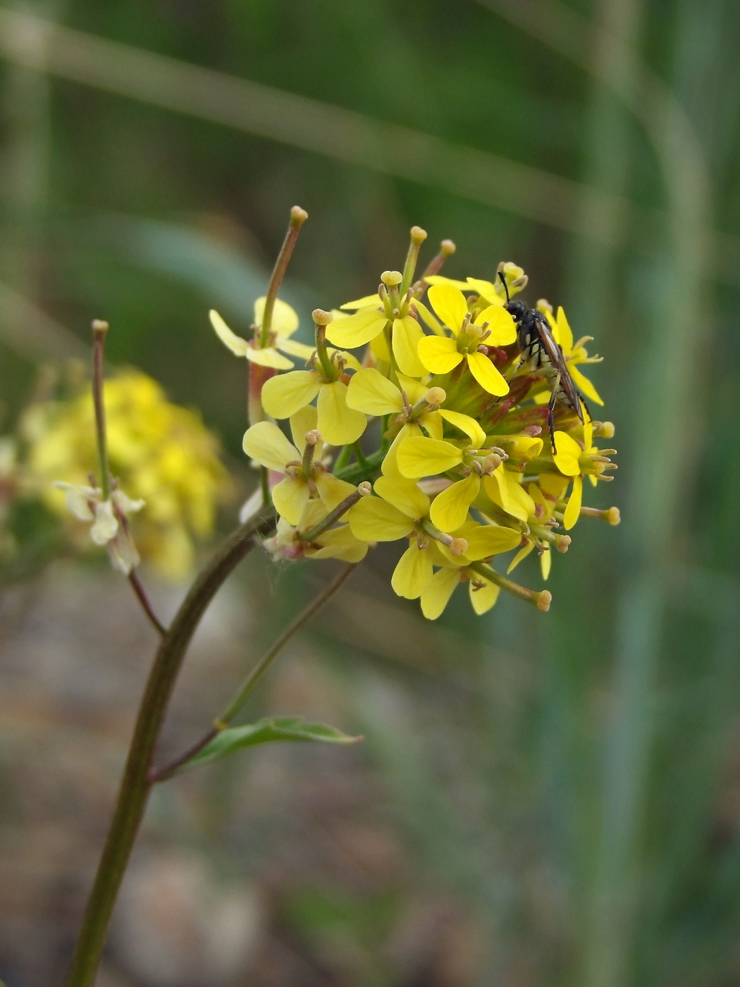 Image of Erysimum hieraciifolium specimen.