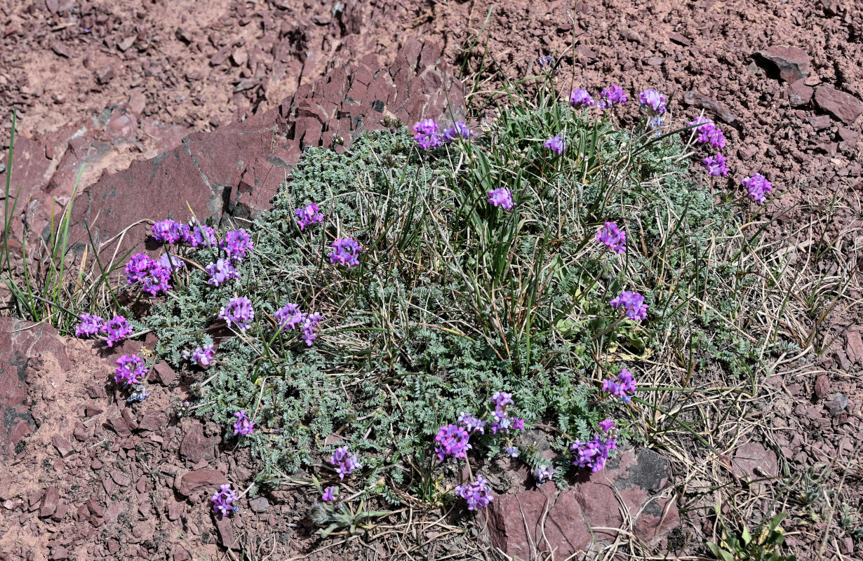 Image of Oxytropis lapponica specimen.