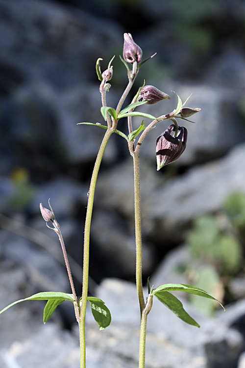 Image of Aquilegia atrovinosa specimen.