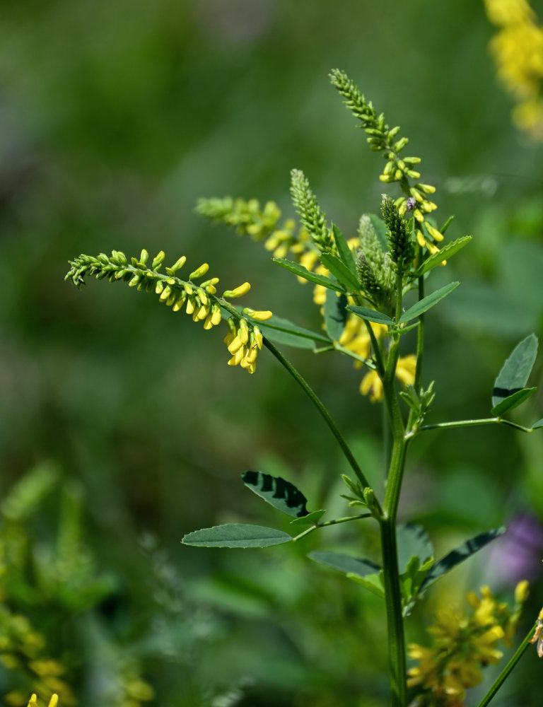 Изображение особи Melilotus officinalis.