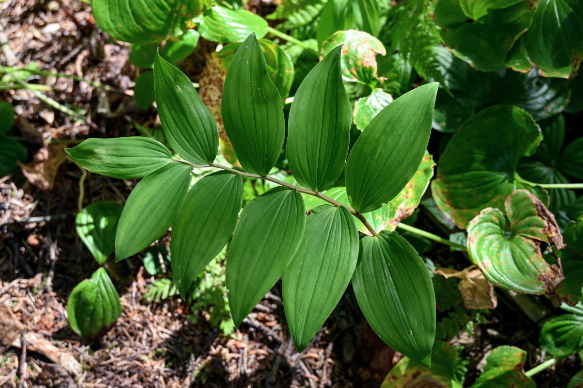 Image of Polygonatum maximowiczii specimen.