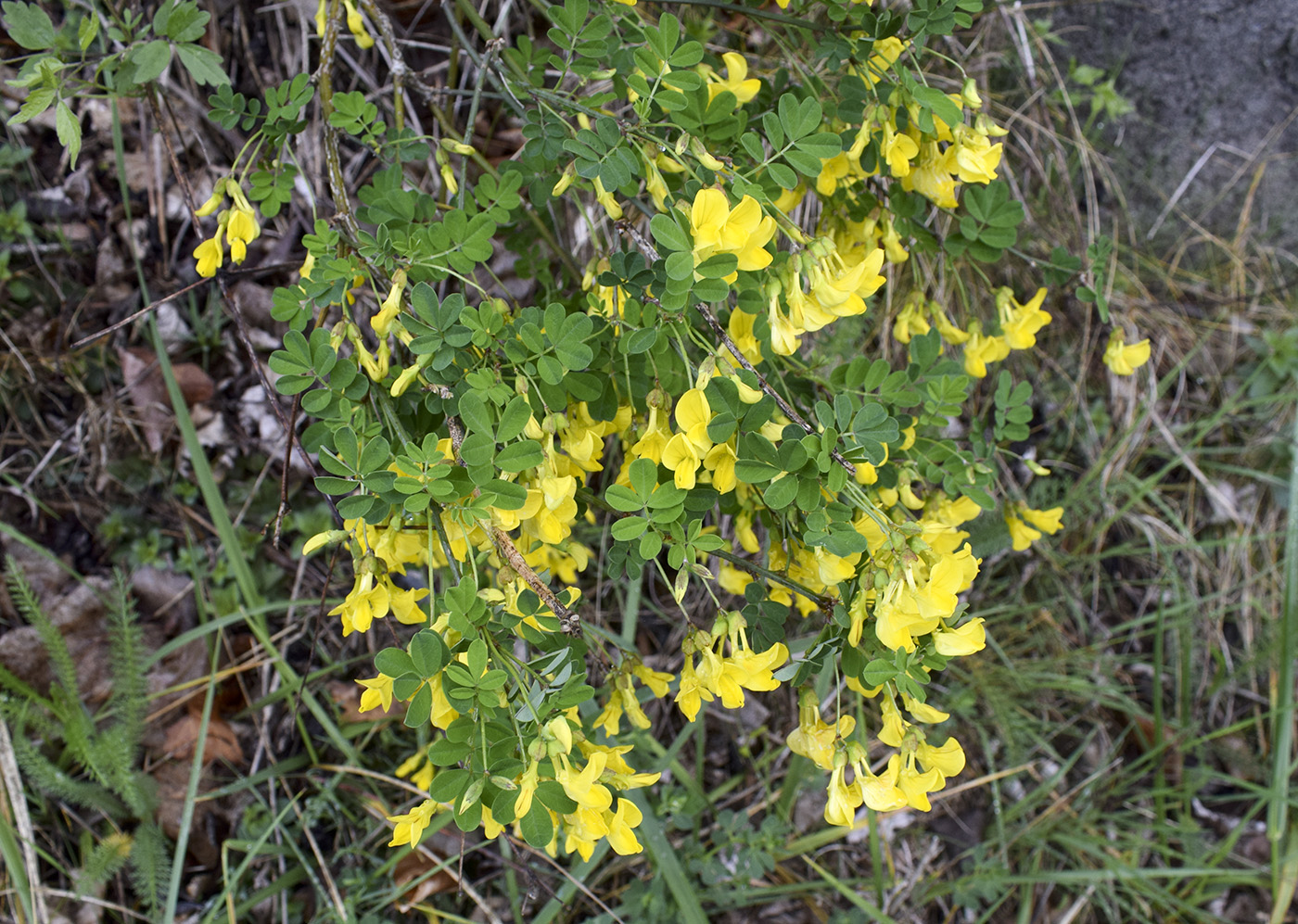 Изображение особи Hippocrepis emerus.