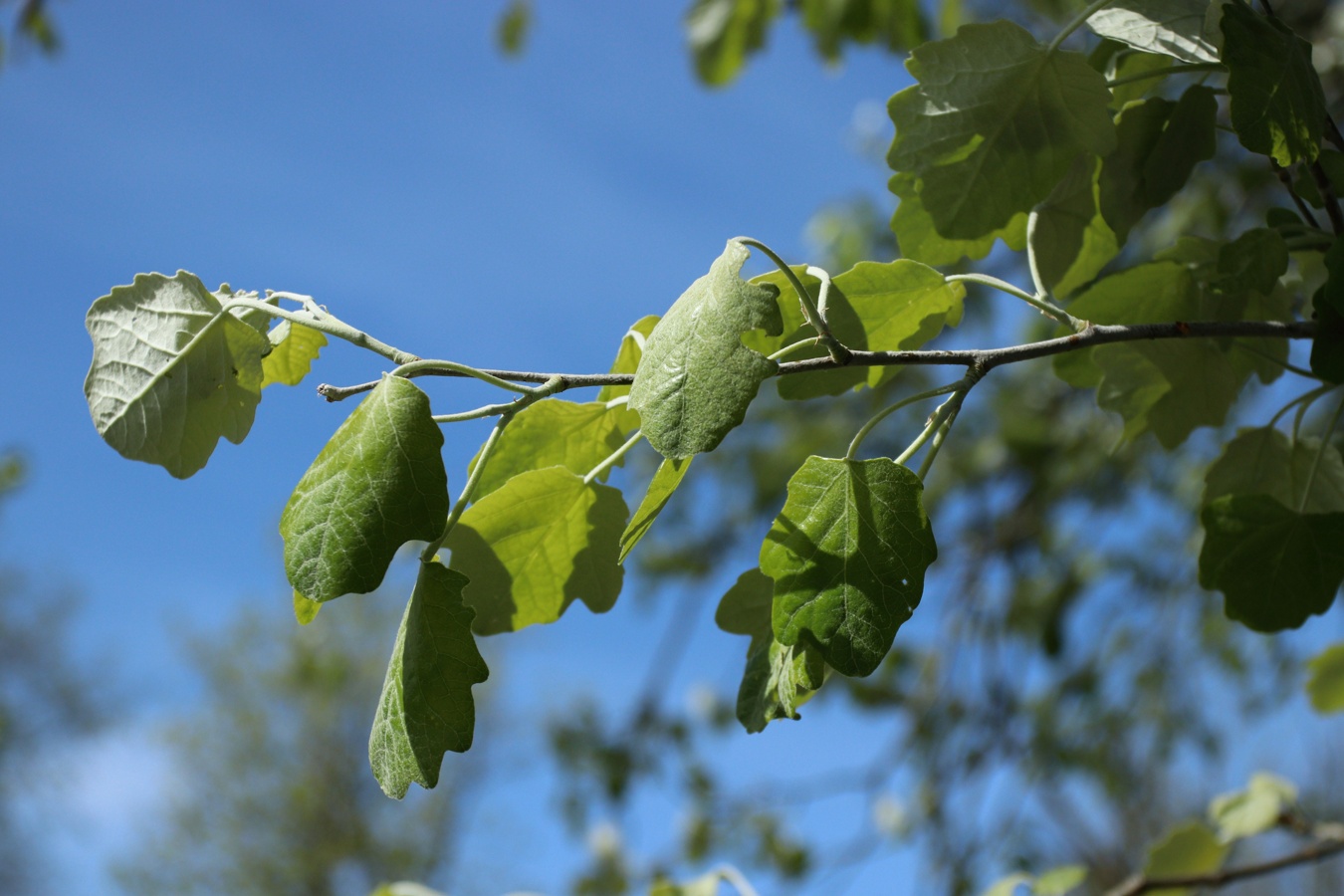 Изображение особи Populus alba.