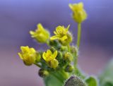 Draba nemorosa