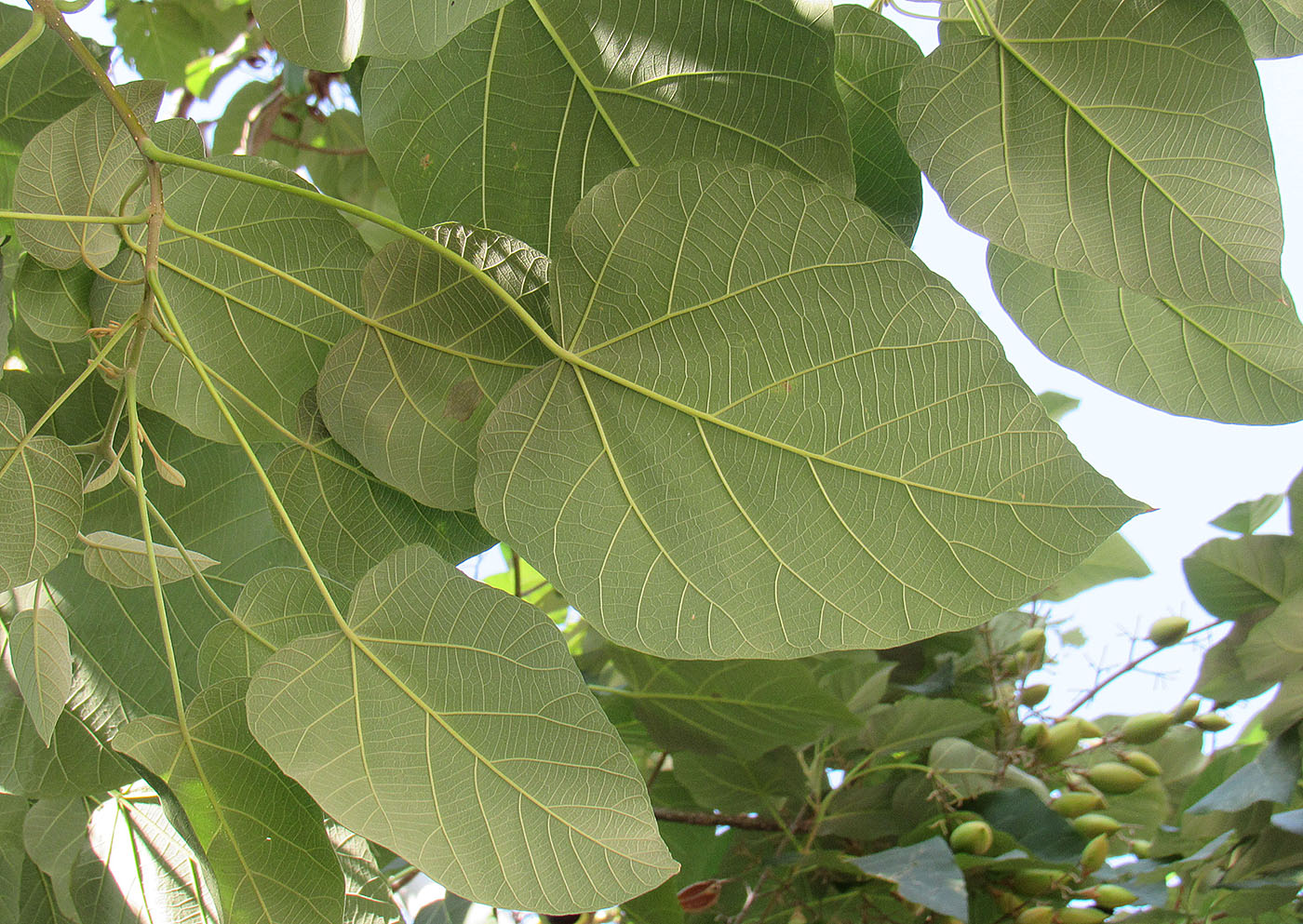 Изображение особи Paulownia fargesii.