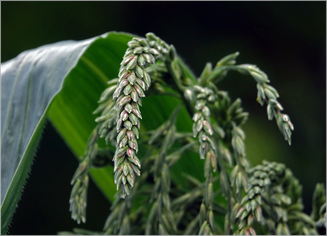 Изображение особи Zea mays.