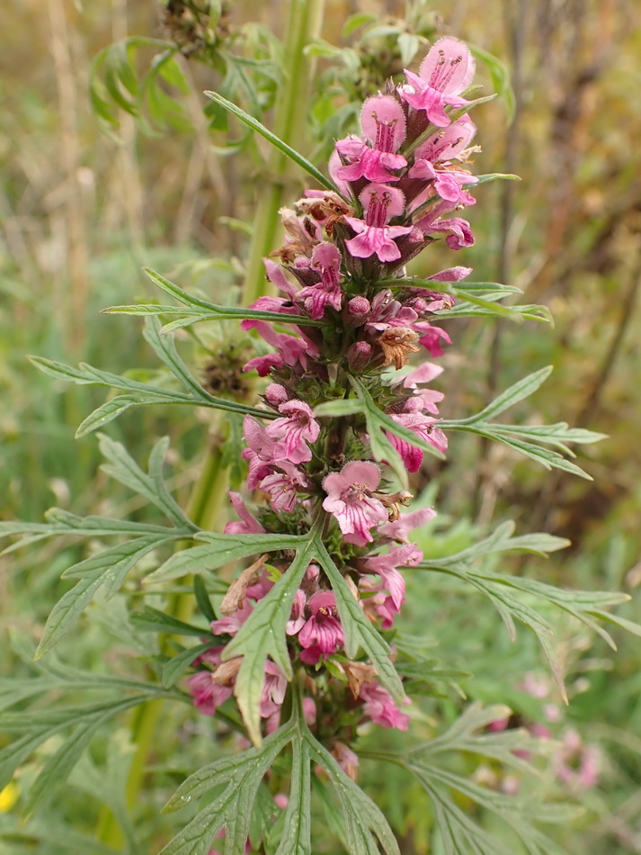 Изображение особи Leonurus japonicus.