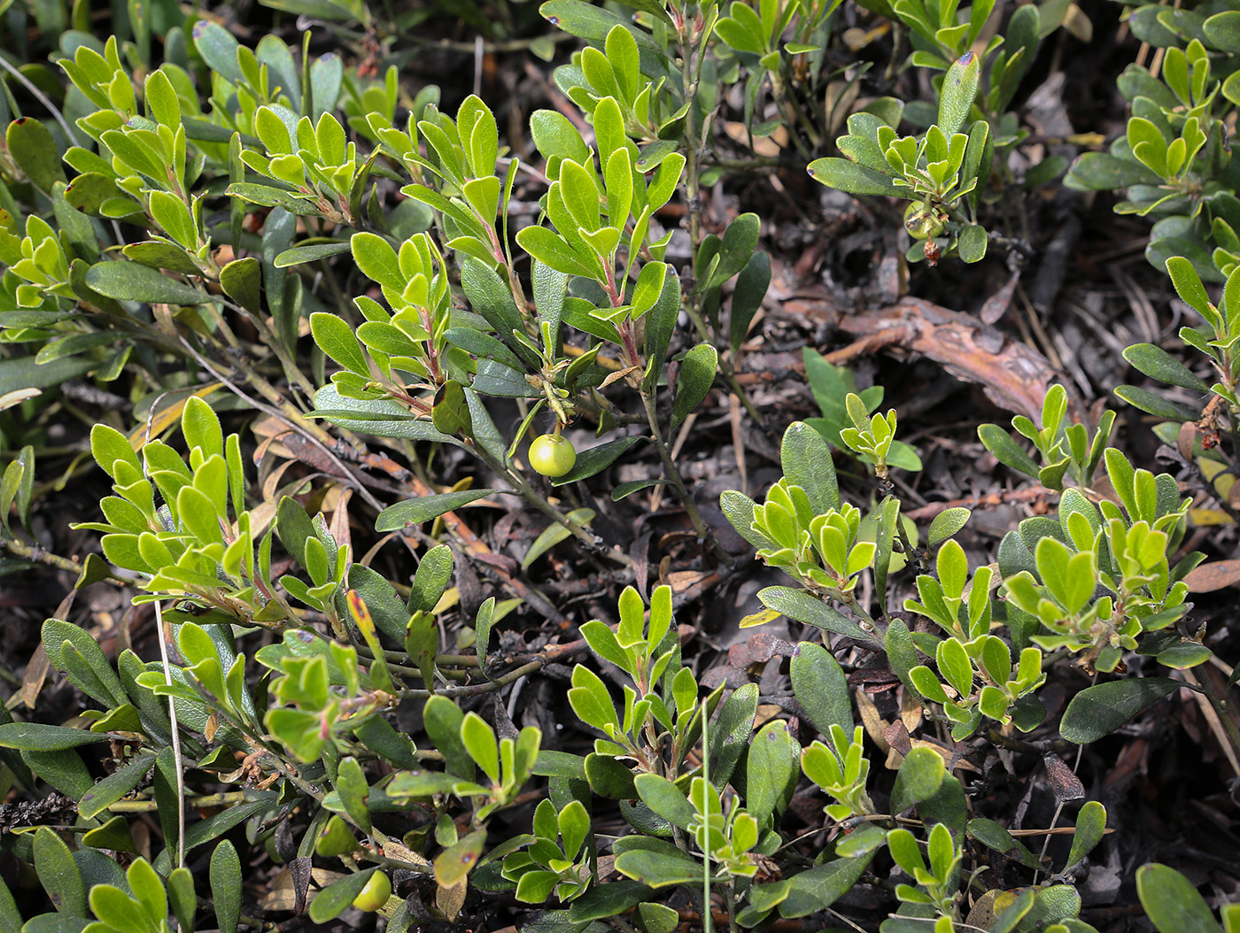 Изображение особи Arctostaphylos uva-ursi.