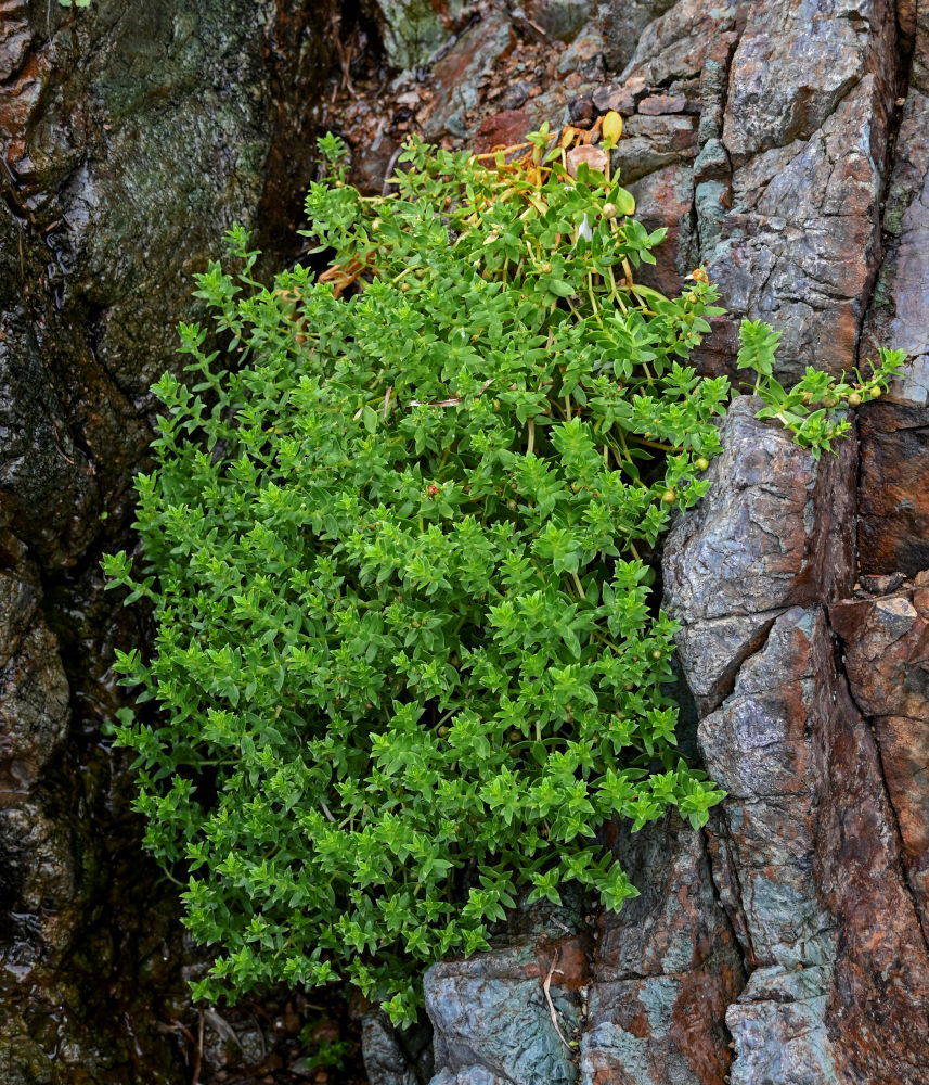 Изображение особи Honckenya peploides ssp. major.