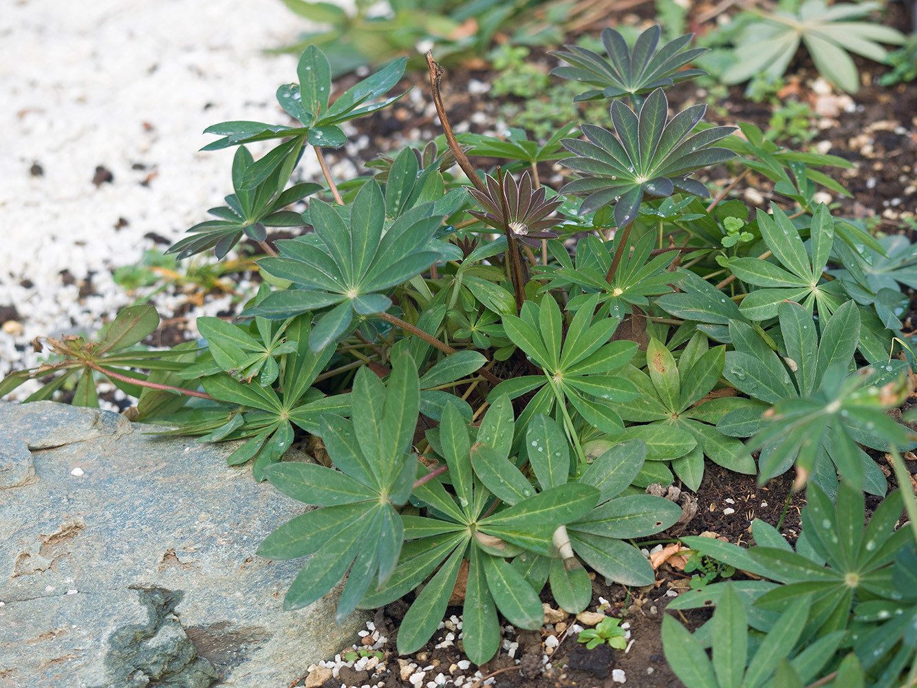 Image of Lupinus polyphyllus specimen.