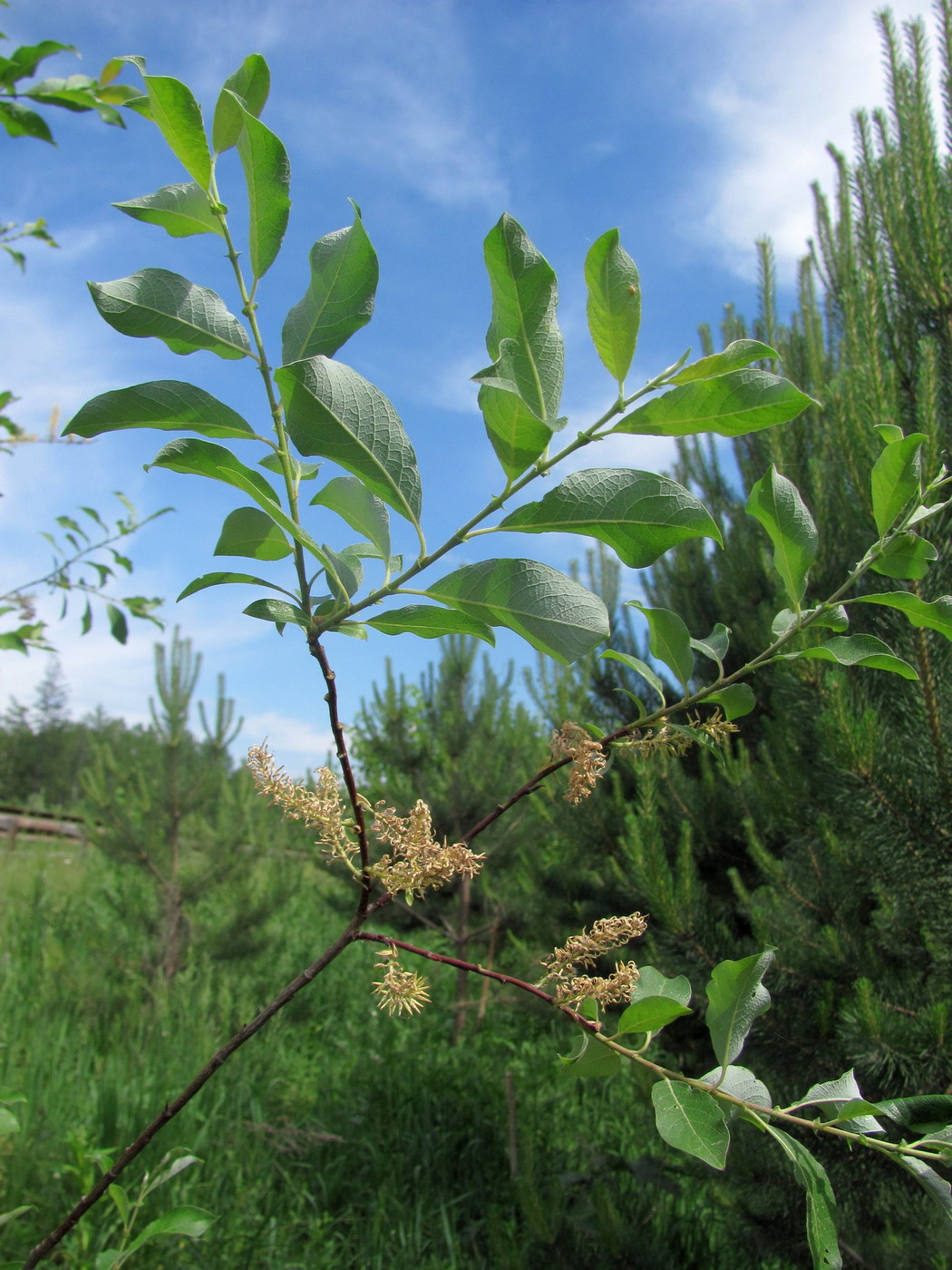 Изображение особи Salix bebbiana.