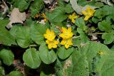 Lysimachia nummularia