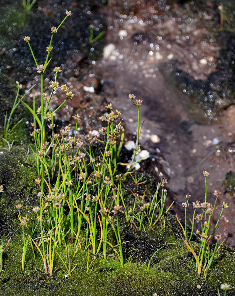 Image of Juncus turczaninowii specimen.