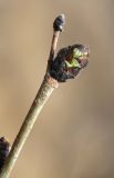 Смотреть изображение Ulmus macrocarpa