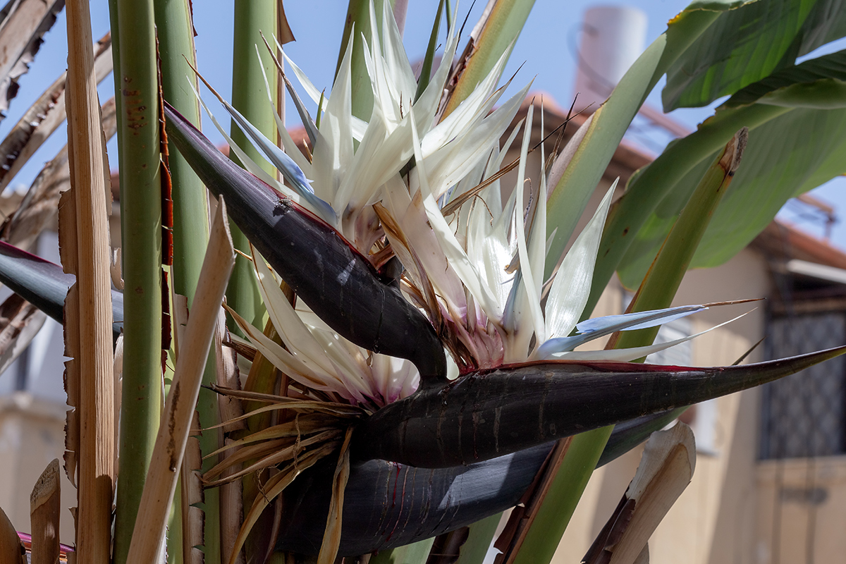 Изображение особи Strelitzia nicolai.