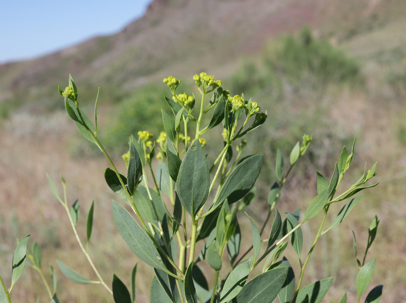 Image of Haplophyllum perforatum specimen.