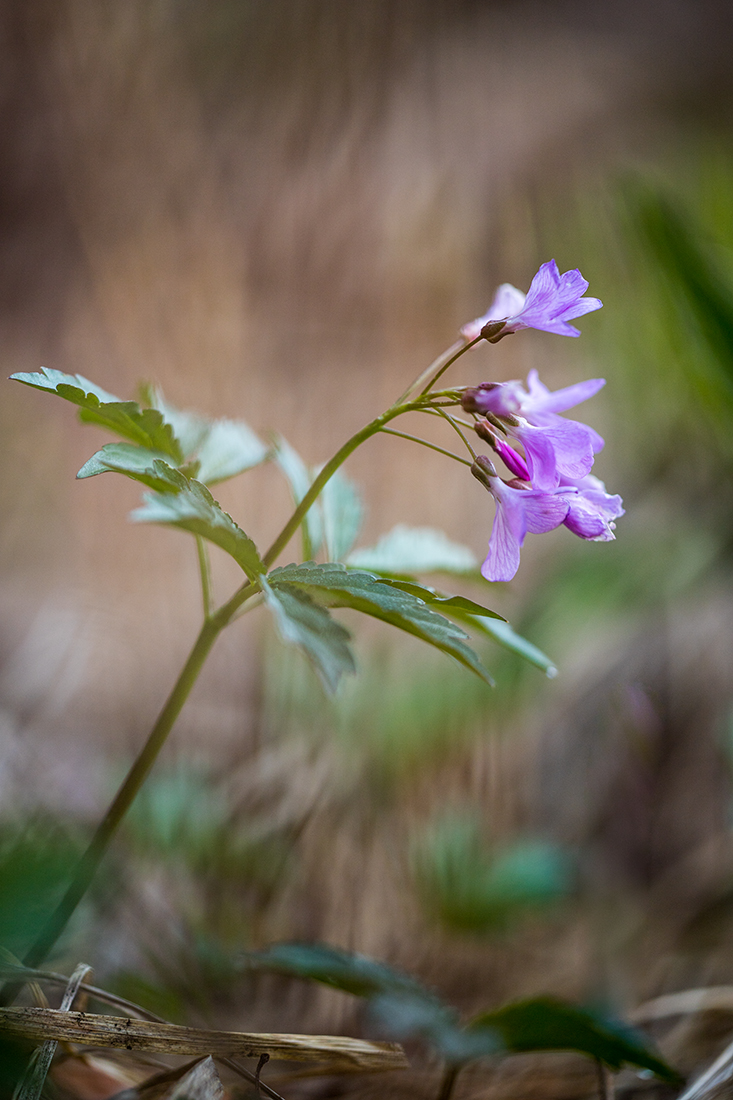 Image of Cardamine quinquefolia specimen.