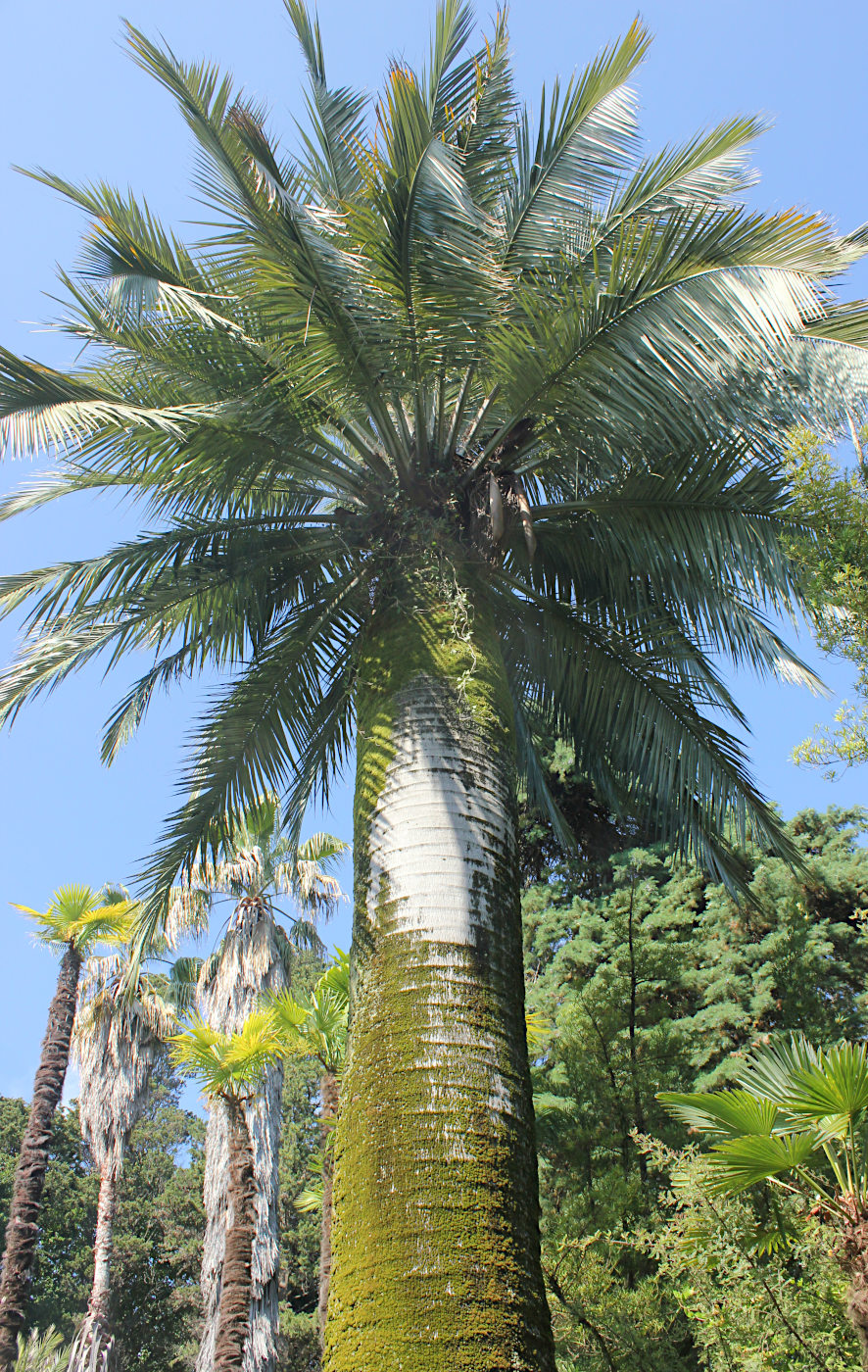 Image of Jubaea chilensis specimen.