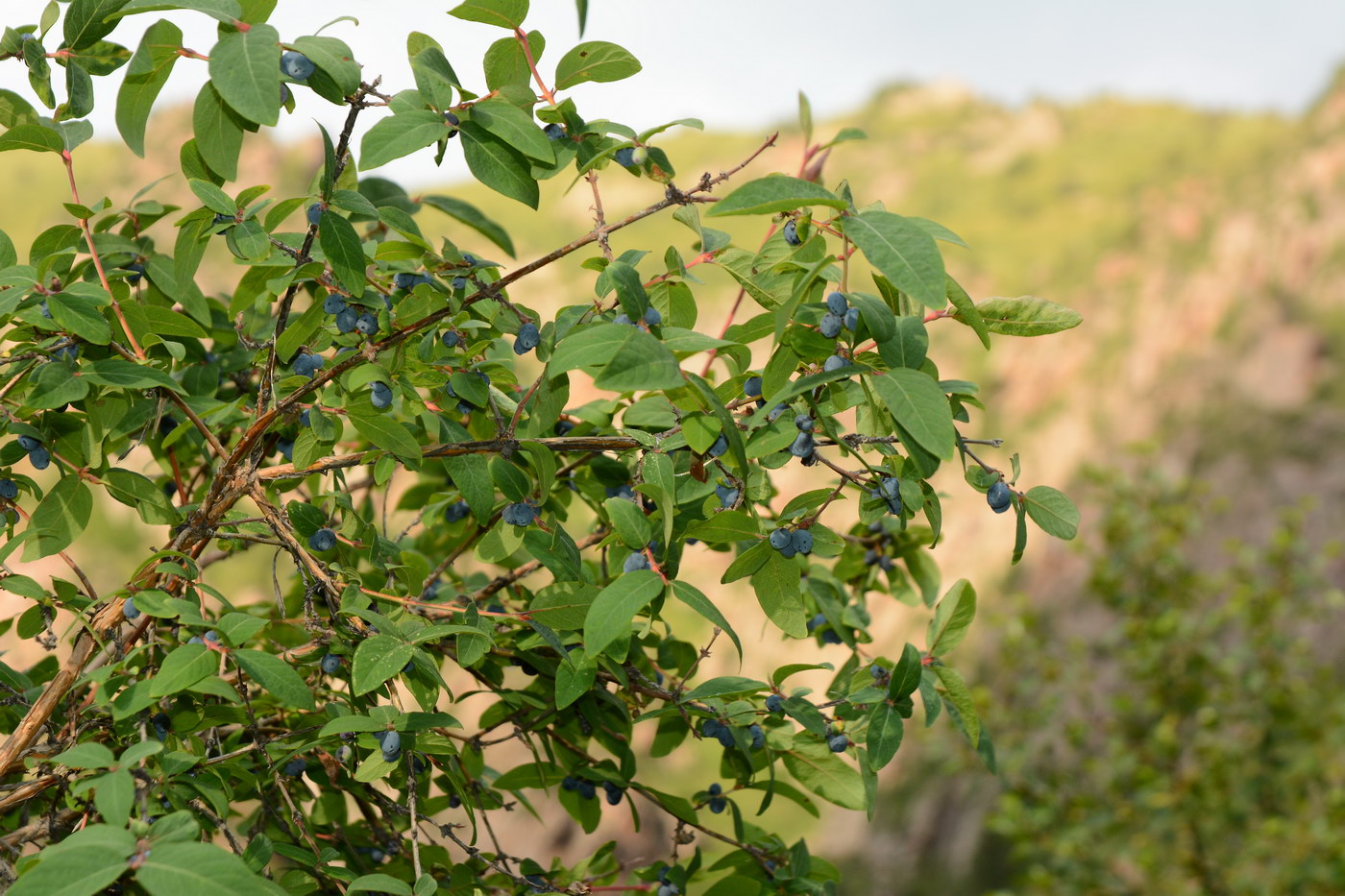 Изображение особи Lonicera stenantha.