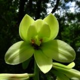 Cardiocrinum cordatum