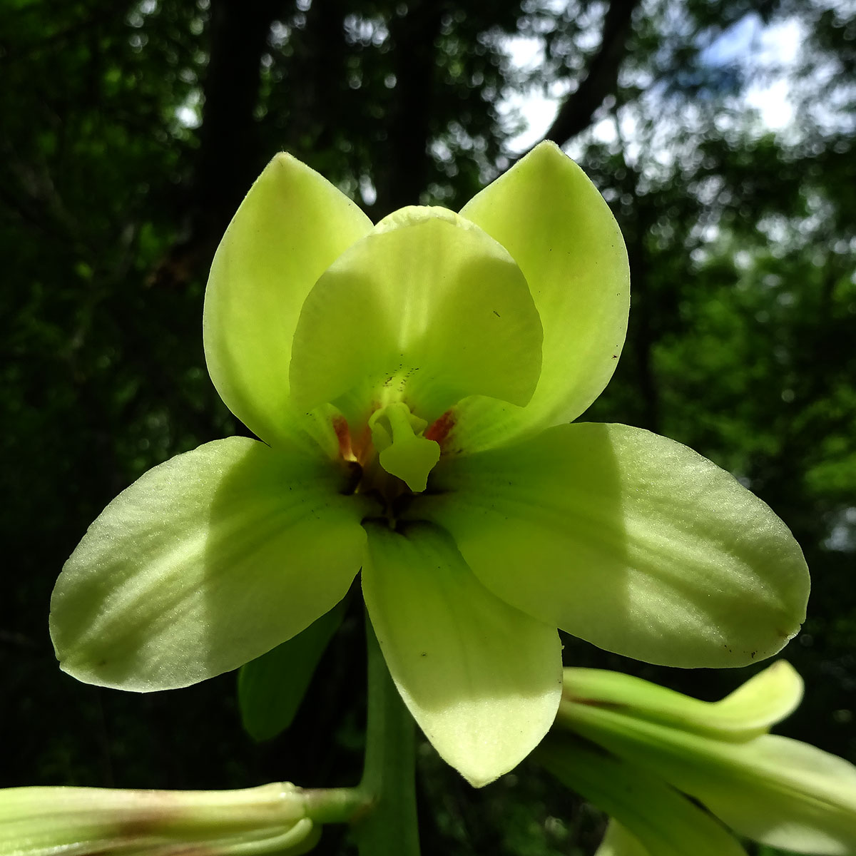 Изображение особи Cardiocrinum cordatum.