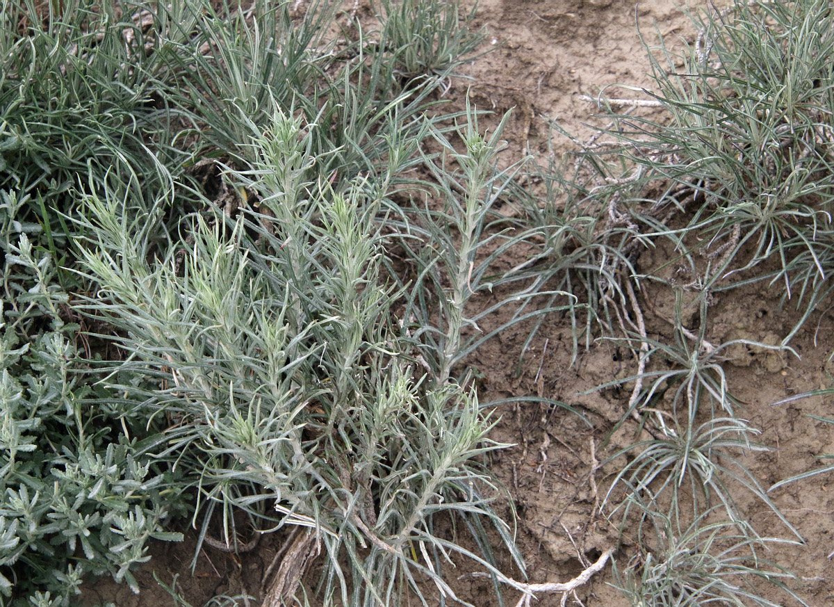 Image of Jurinea stoechadifolia specimen.