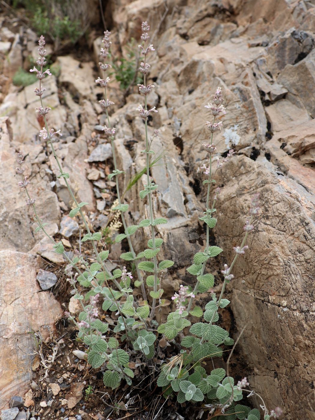 Image of Nepeta olgae specimen.