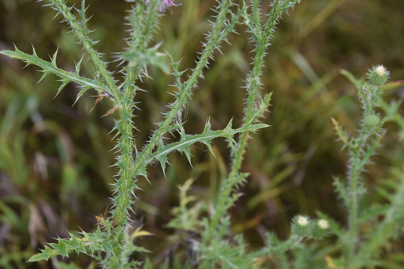 Image of Carduus acanthoides specimen.