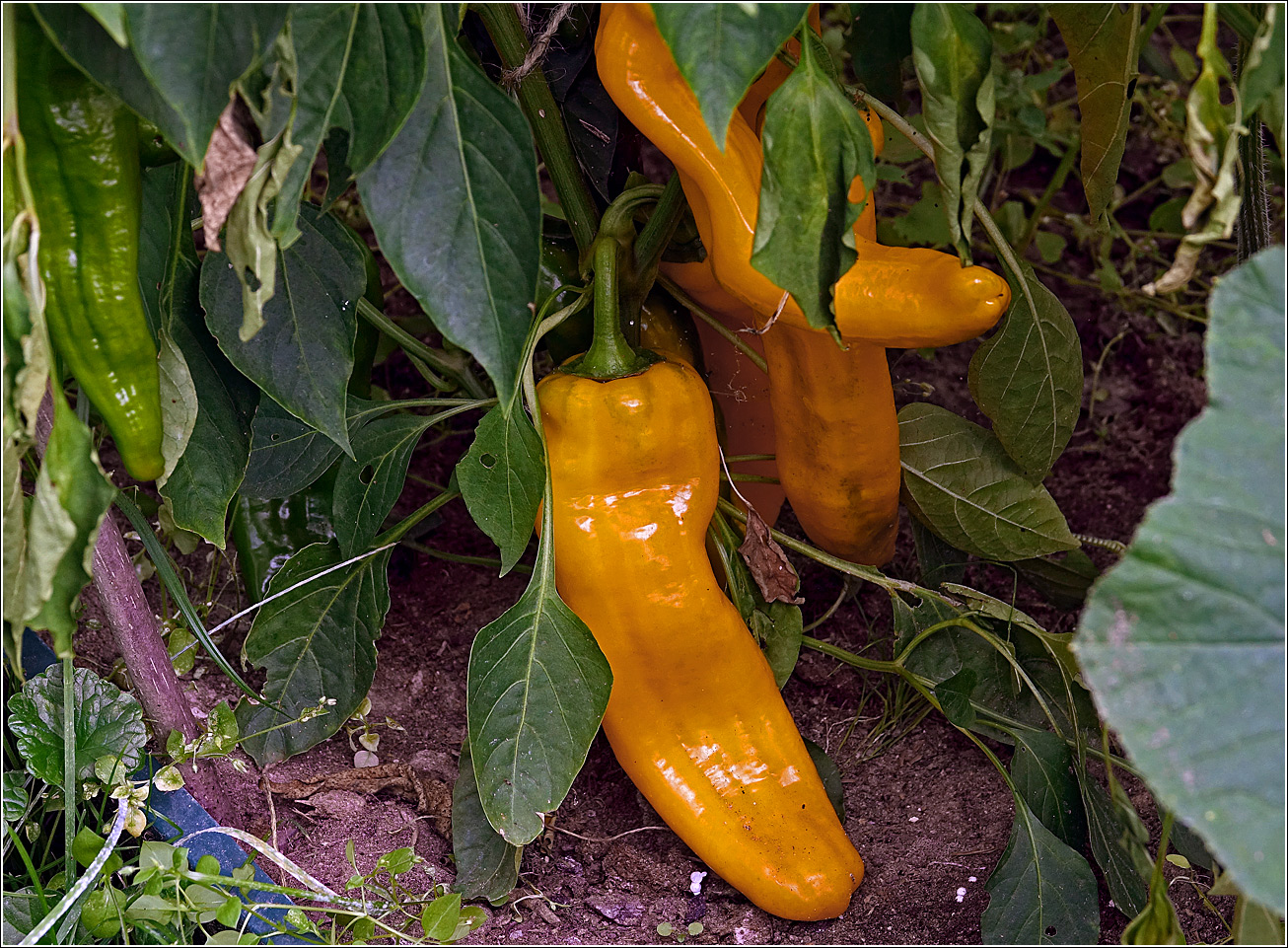 Image of Capsicum annuum specimen.