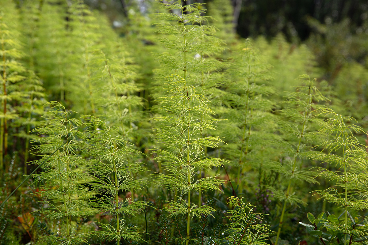 Image of Equisetum sylvaticum specimen.