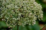 Angelica sylvestris