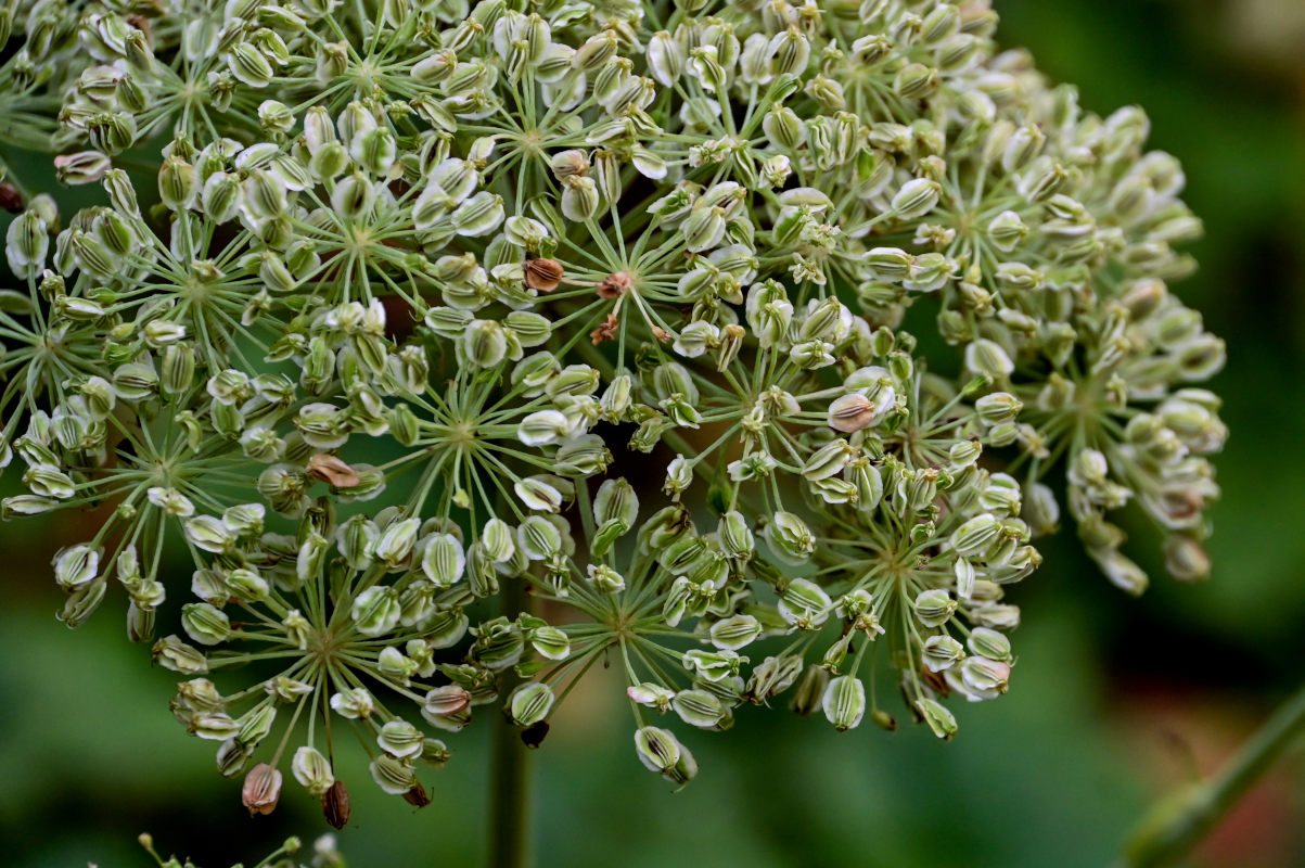 Image of Angelica sylvestris specimen.