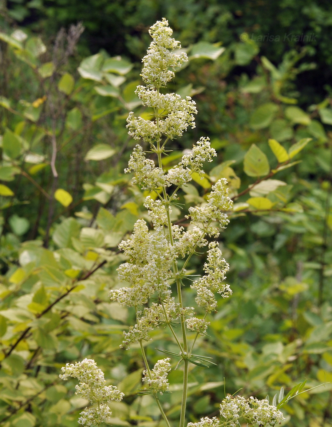 Изображение особи Galium verum.