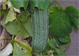 Luffa acutangula