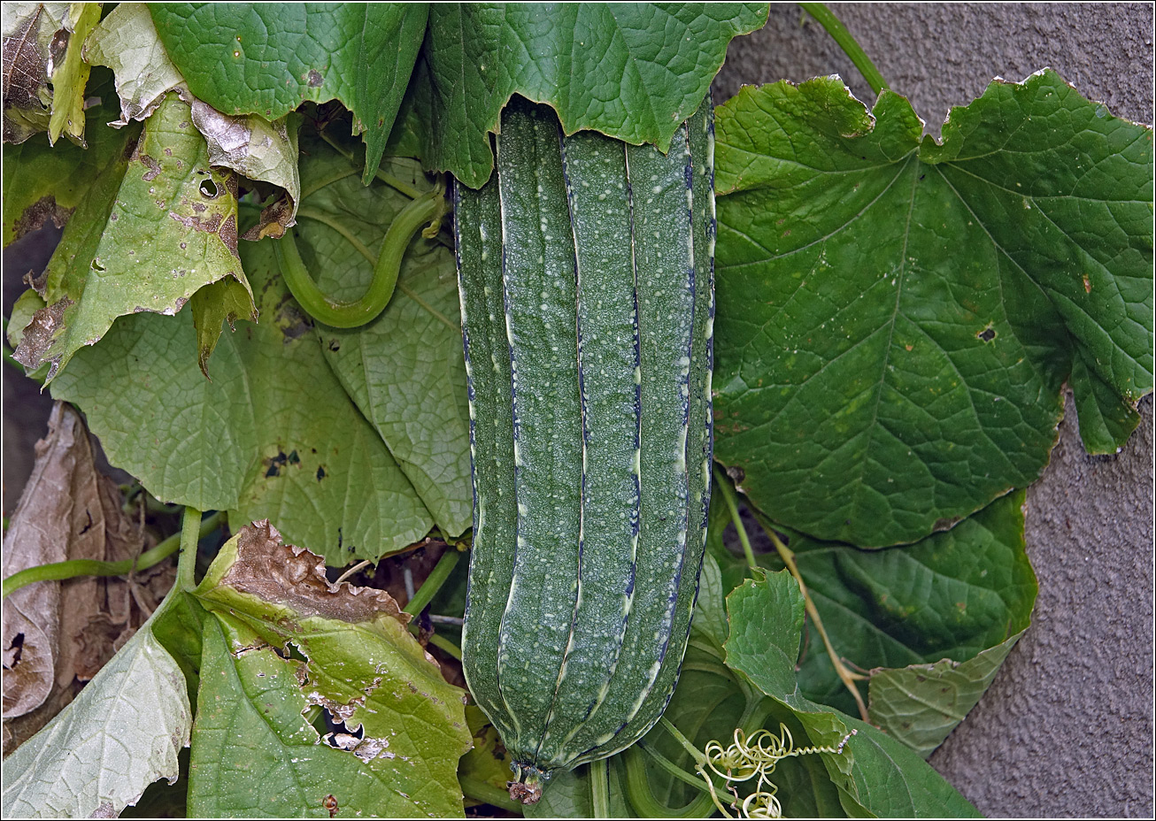 Image of Luffa acutangula specimen.