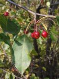 Malus baccata