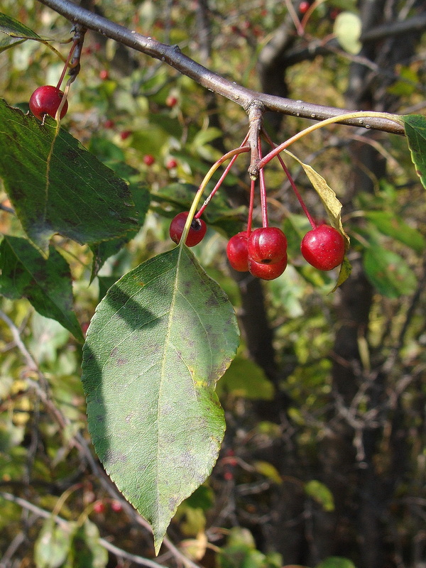 Изображение особи Malus baccata.