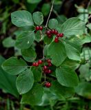 Lonicera xylosteum. Верхушка ветви с соплодиями. Московская обл., Пушкинский гор. округ, северо-восточное побережье Учинского водохранилища, смешанный лес. 27.07.2024.