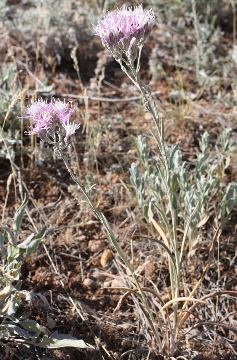 Image of Jurinea multiflora specimen.