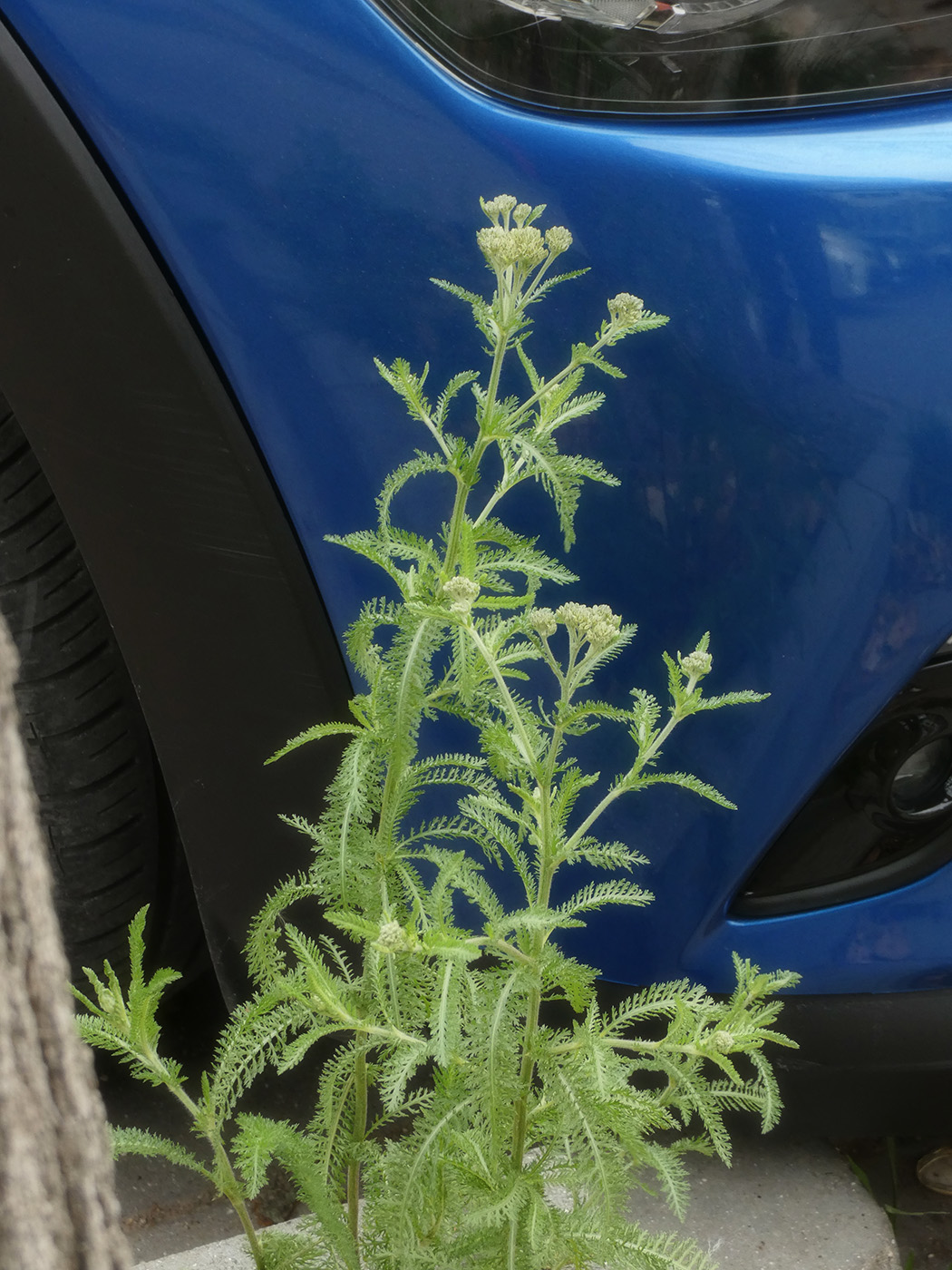 Изображение особи род Achillea.