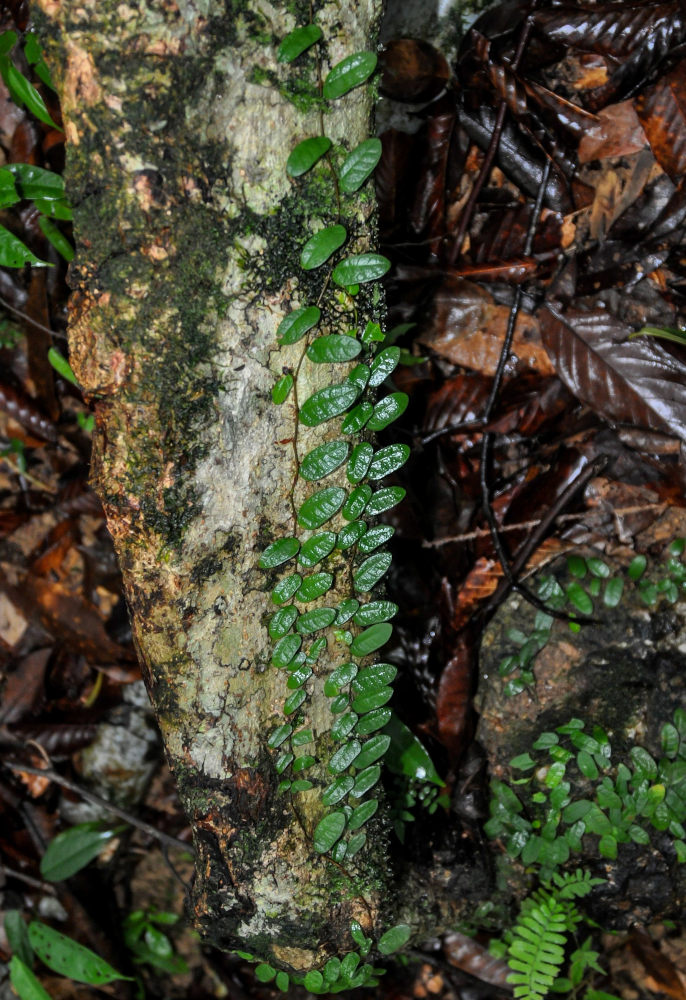 Изображение особи Ficus punctata.