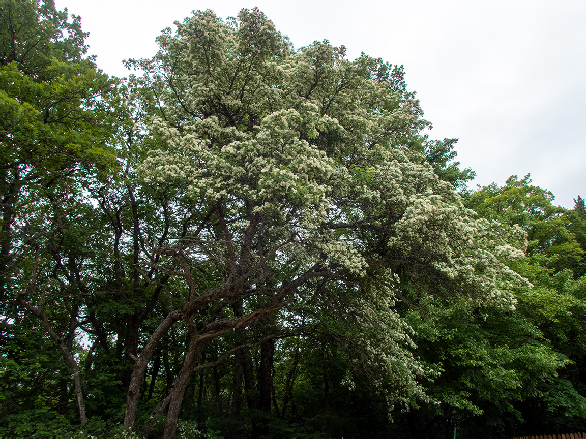 Изображение особи род Crataegus.