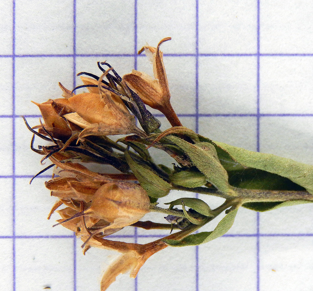 Image of Phlox paniculata specimen.