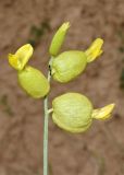 Astragalus xanthomeloides