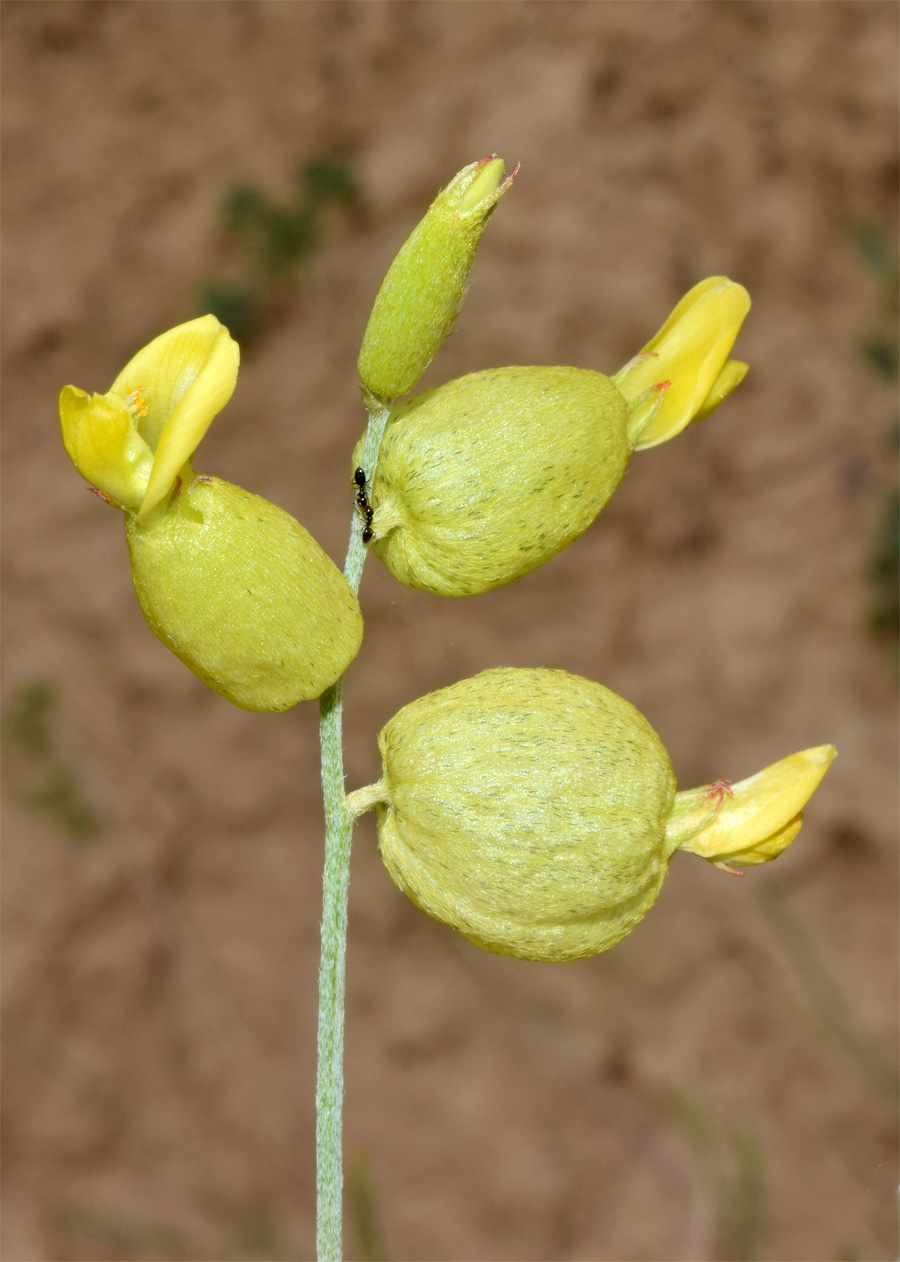 Image of Astragalus xanthomeloides specimen.