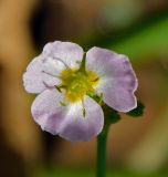 Alisma plantago-aquatica