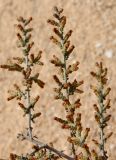 Artemisia herba-alba